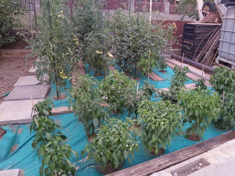 205_chilli2016