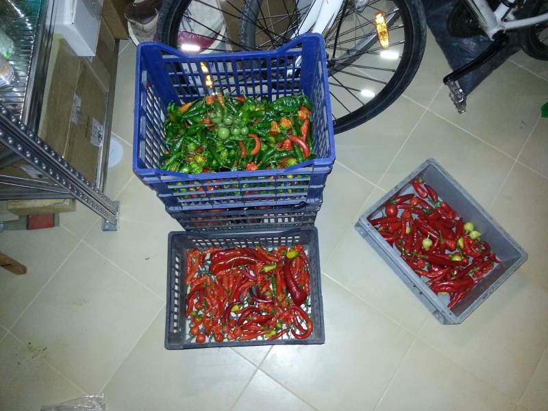 454_chilli2016