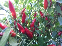 400_chilli2016