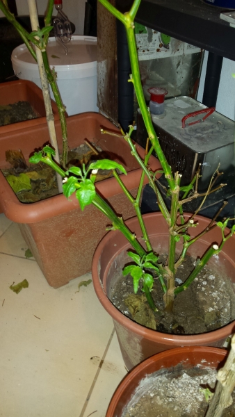 001_chilli2016