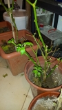 001_chilli2016