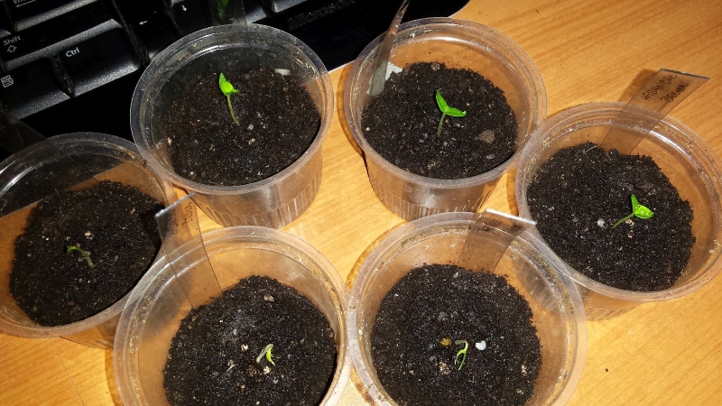 005_chilli2016