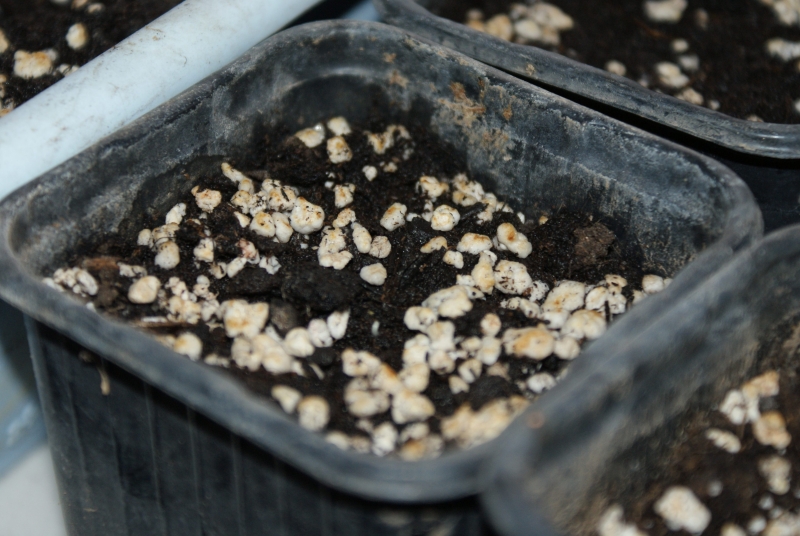 moruga