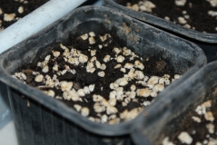 moruga
