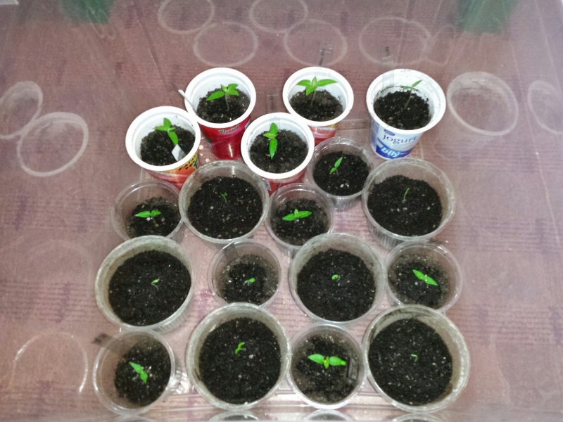 007_chilli2016