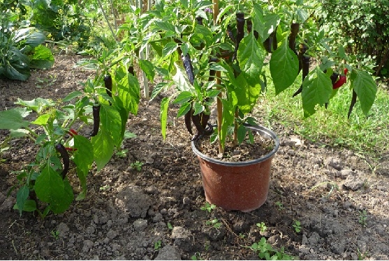 Bolivian Bonsai