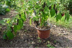 Bolivian Bonsai