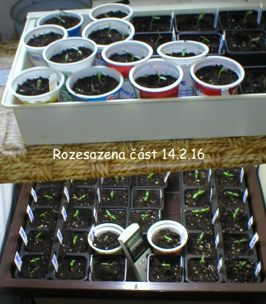 Pikýrování 14.2.16 14.2.2016 13-59-09 1200x1374