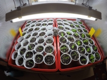 Grow box po přesazení