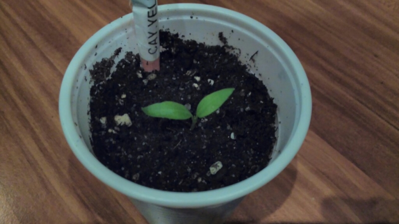 Cayenne y.