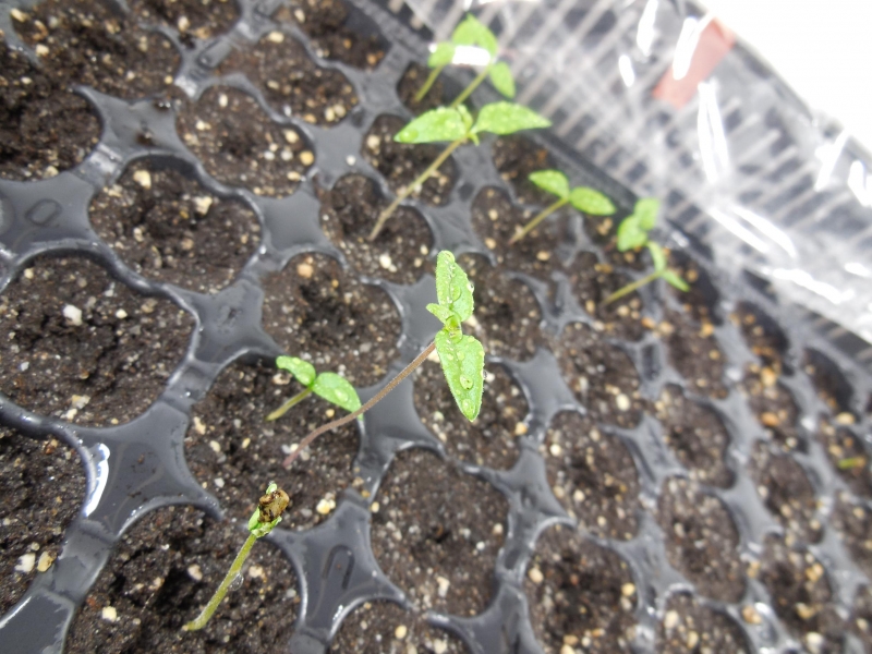 Chilli klíčení 22.02.2016