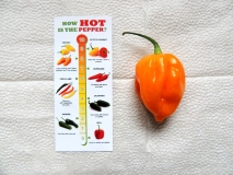 Scotch Bonnet 01