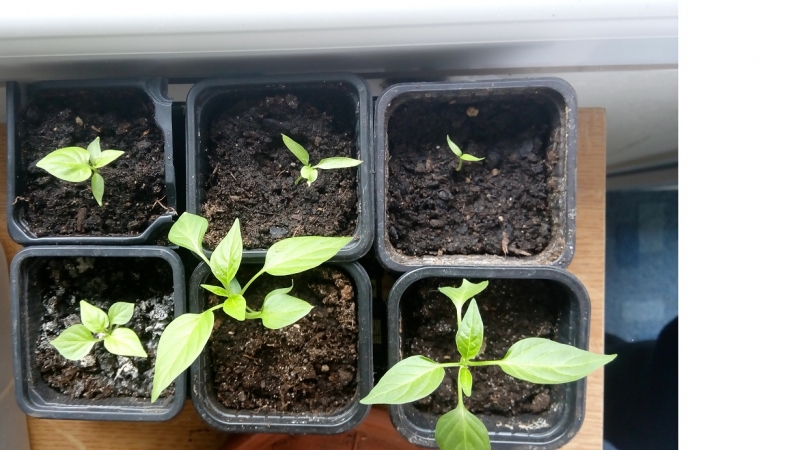 chilli smazat