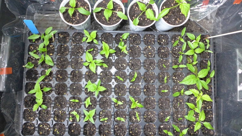 Chilli klíčení 29.02.2016