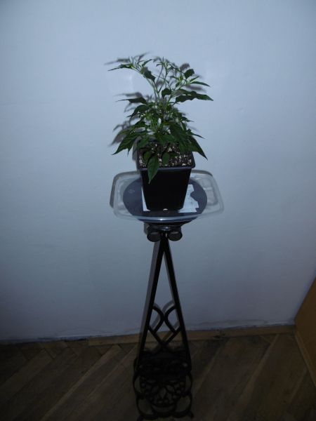 P1000108