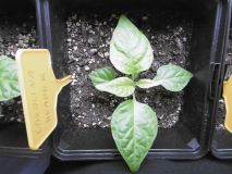 Carolina Reaper