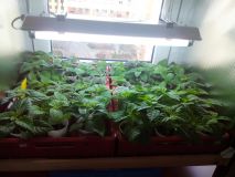 Growbox 14.3.16
