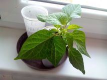 Mutantí habanero red