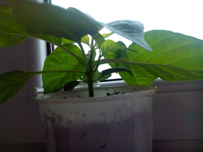 Mutantí habanero red