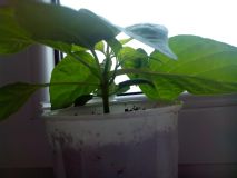 Mutantí habanero red