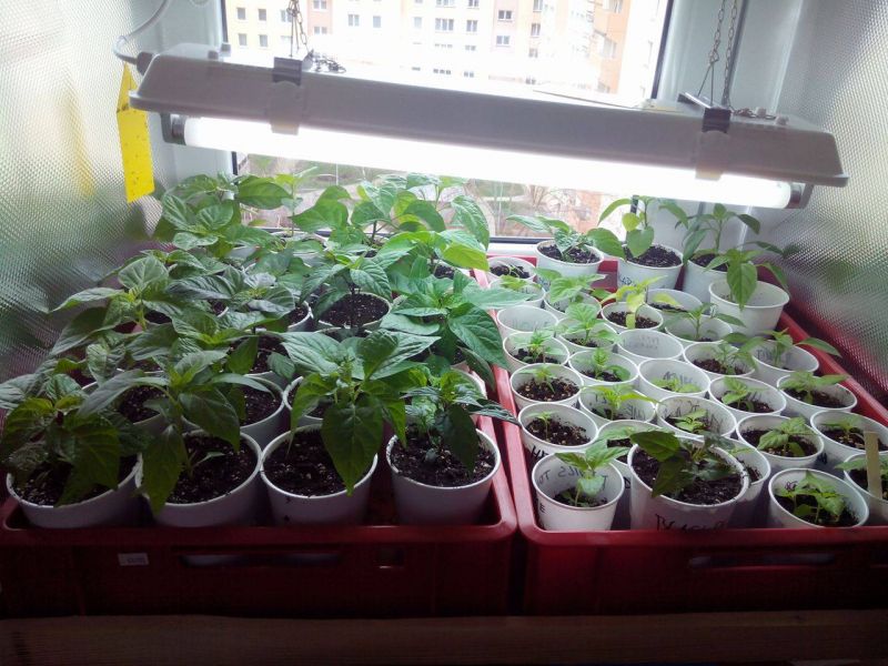 19/3/16 growbox