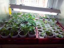 19/3/16 growbox