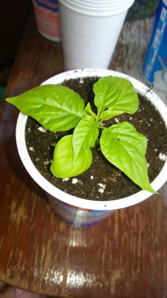 rps20160320_133844_146