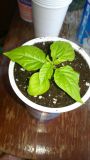rps20160320_133844_146