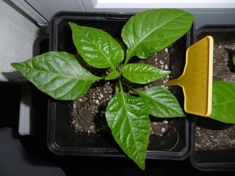 Carolina Reaper