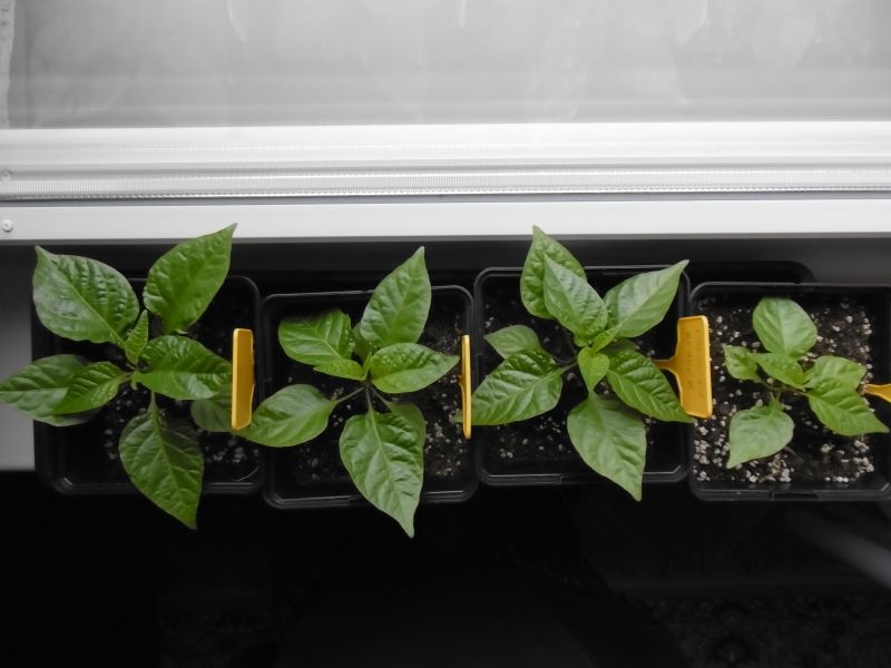 Carolina Reaper