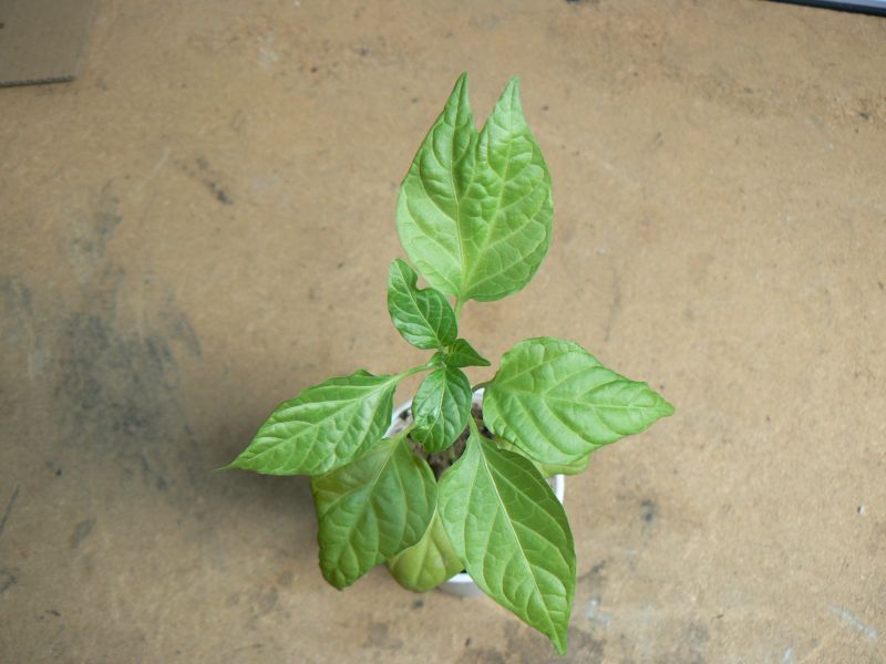 Habanero Orange