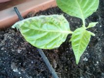 IMG_20160414_150233