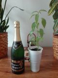 IMG_20160423_082937_BURST003