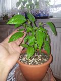 IMG_20160423_175207