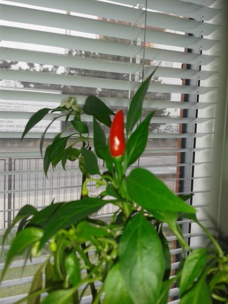 Neznámá paprika 1 (plod)