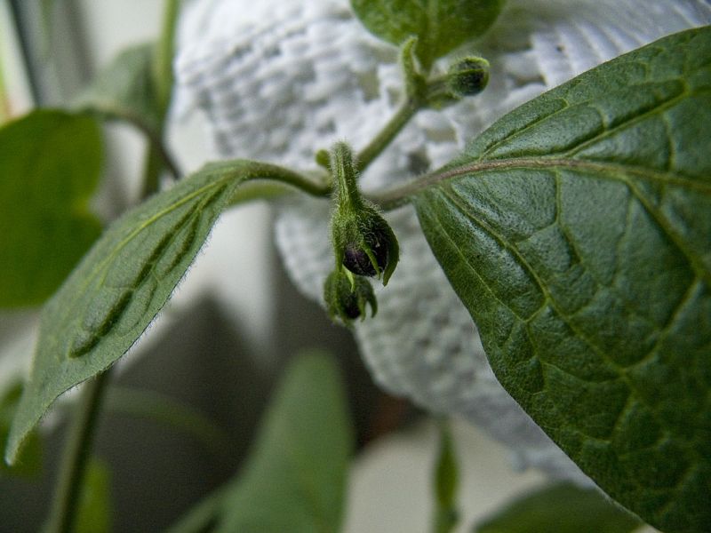 Rocoto Manzano