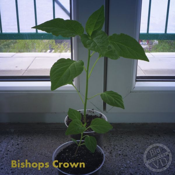 BiCrown