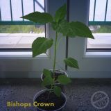 BiCrown