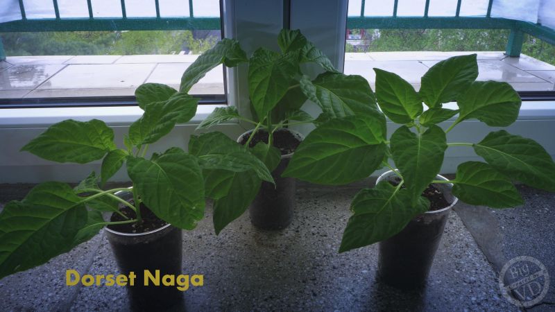 DNaga