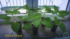 WhGhost
