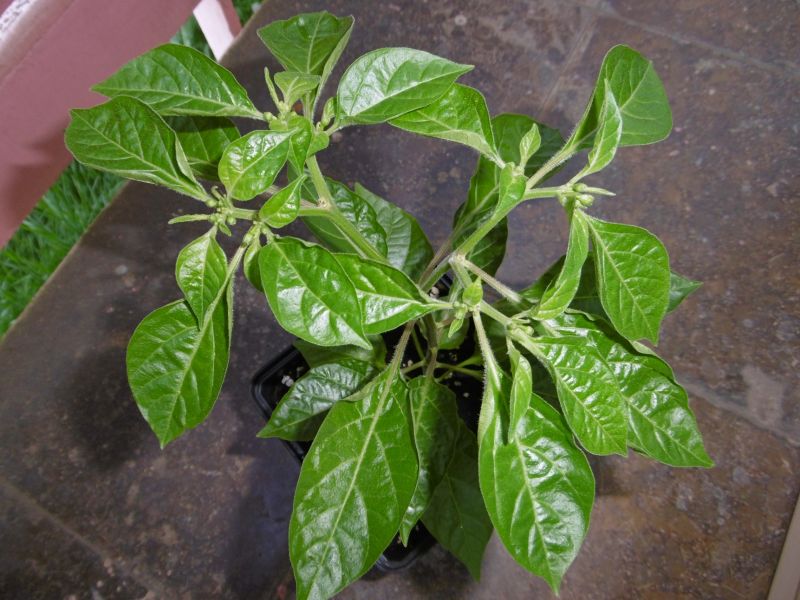 Devils Tongue White