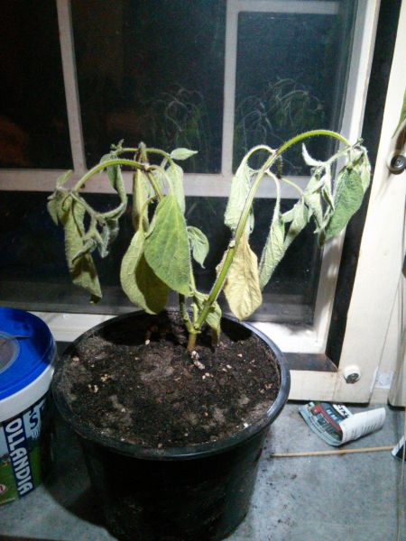 rocoto umira