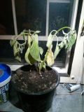 rocoto umira