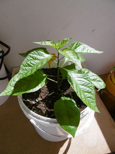 Carolina Reaper