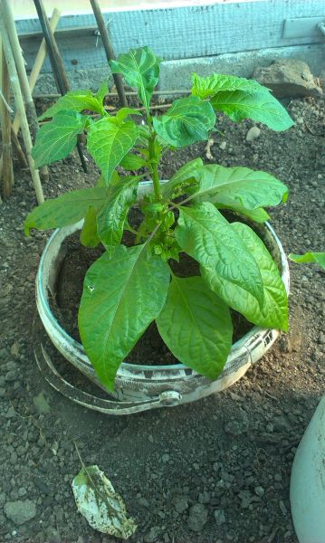 Bhut Jolokia Chocolate