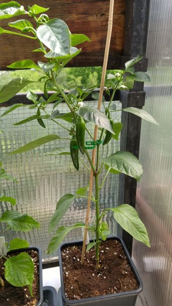 20160519_151828_HDR