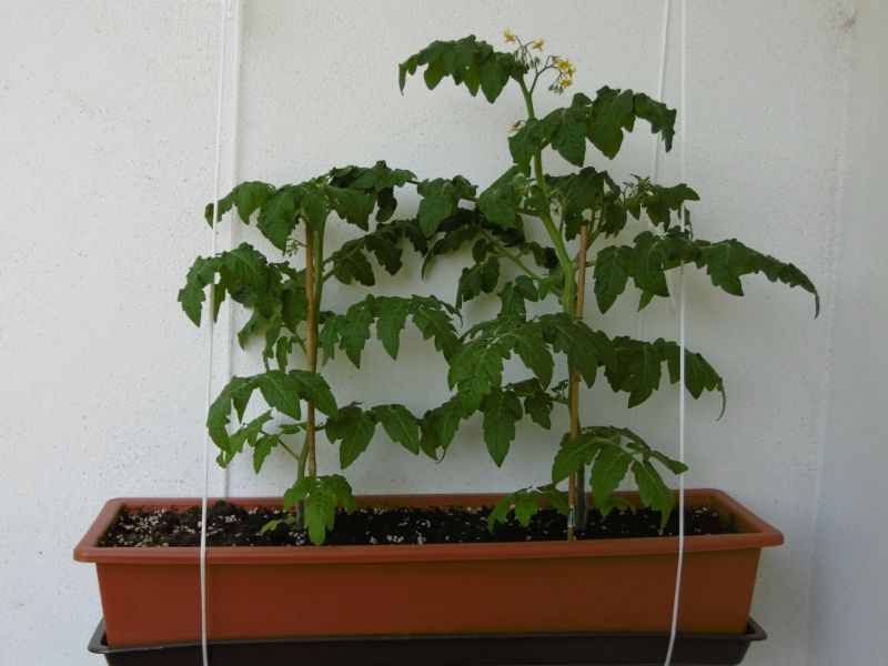 Rajčátka