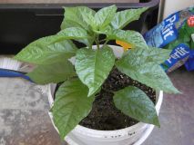 Carolina Reaper