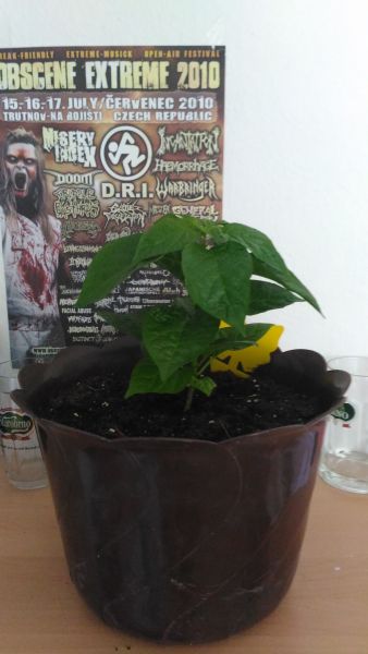 7 Pot Jonah