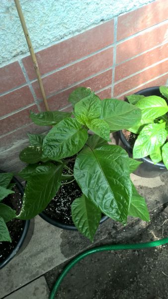 WP_20160526_14_34_39_Pro